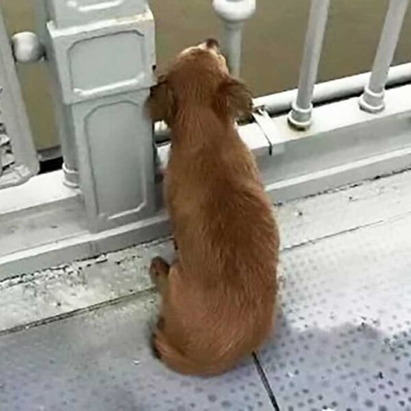 En redes sociales se populariza la historia de un peludo quien fue captado sentado en el pavimento del puente Yangtze, en China