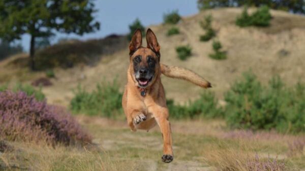 Una perrita de nombre Bella estuvo a punto de morir ahogada, su malvada dueña la arrojó a un río amarrada con una piedra en el cuello