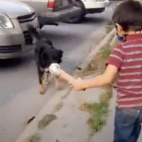 Niño se vuelve viral tras entrevistar a perritos de la calle