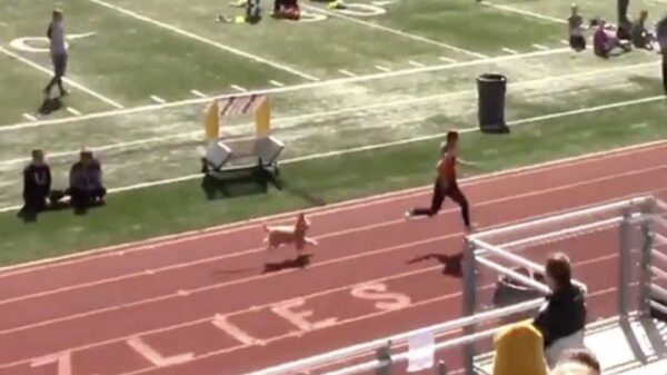 Los perritos siempre nos llenan de alegría con sus gracias y habilidades, pero en esta ocasión un peludo se viralizó por meterse a una competencia de atletismo