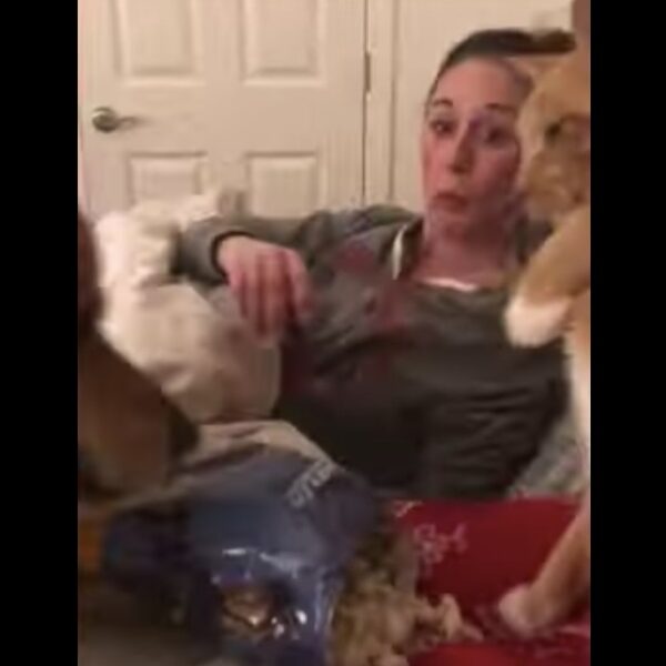 Aunque hay excepciones, los perros y los gatos son considerados los eternos enemigos, prueba de ellos, es esta peculiar disputa