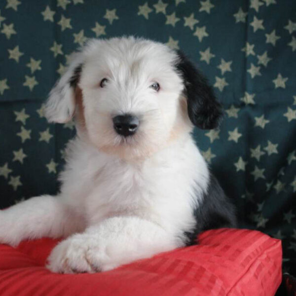 En peligro de extinción el perro pastor inglés