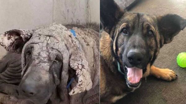 Grinch, es un perrito rescatado de las calles de Texas, Estados Unidos, el can tenía una enfermedad en la piel que lo hacía lucir como una piedra