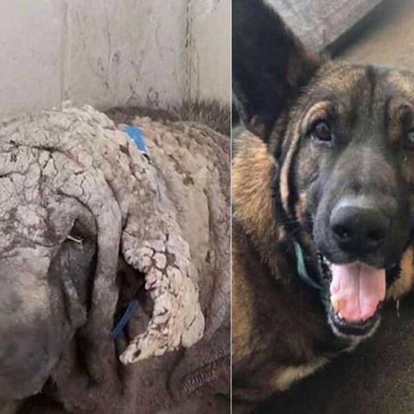 Grinch, es un perrito rescatado de las calles de Texas, Estados Unidos, el can tenía una enfermedad en la piel que lo hacía lucir como una piedra