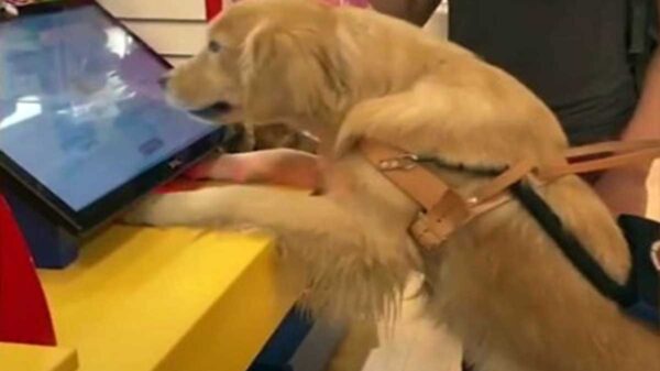 La reacción de un perro que fue recompensado por su entrenadora ante su ejemplar comportamiento, se viraliza en redes sociales