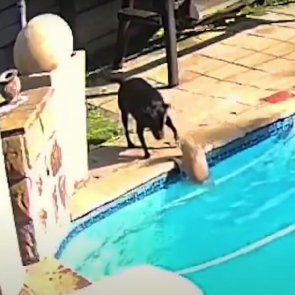 El video donde un perra llamada Jessie salva a su compañero, ha cautivado las redes sociales por su perseverancia