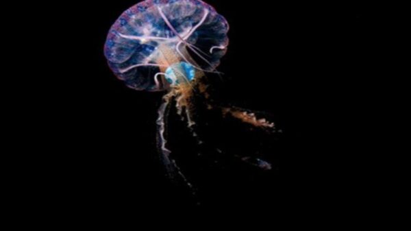 Fragmentos de plástico descubiertos en el interior de una medusa de la especie “pelagia noctiluca” por en evidencia la grave contaminación