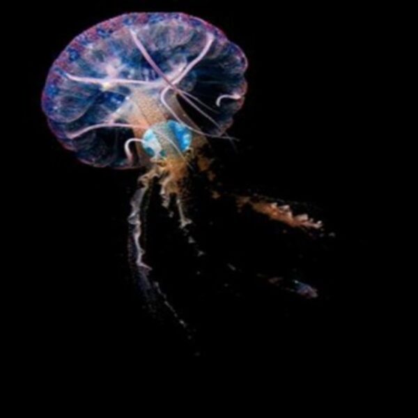 Fragmentos de plástico descubiertos en el interior de una medusa de la especie “pelagia noctiluca” por en evidencia la grave contaminación