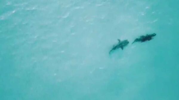 En video fue captado un tiburón cuando perseguía a un cocodrilo con intención de devorarlo.