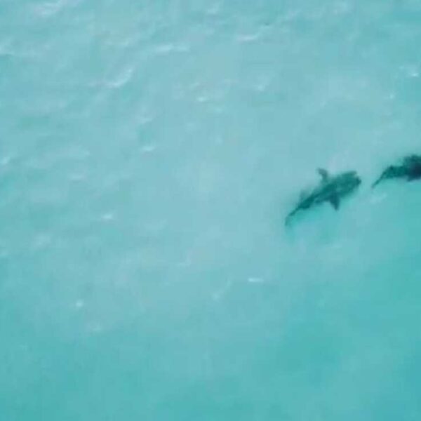 En video fue captado un tiburón cuando perseguía a un cocodrilo con intención de devorarlo.