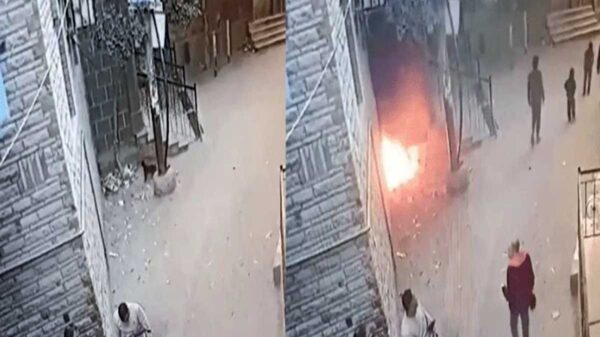 La curiosidad de los gatos nos dejan momentos divertidos, pero en algunos casos pueden provocar serios incidentes