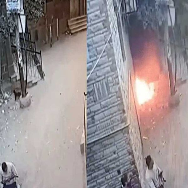 La curiosidad de los gatos nos dejan momentos divertidos, pero en algunos casos pueden provocar serios incidentes