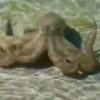 En redes circula un video sobre la peculiar reacción de un pulpo contra un bañista, al parecer al octópodo no le pareció que invadieran su territorio