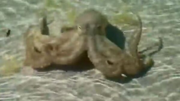 En redes circula un video sobre la peculiar reacción de un pulpo contra un bañista, al parecer al octópodo no le pareció que invadieran su territorio