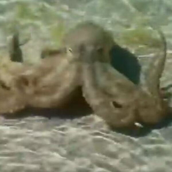 En redes circula un video sobre la peculiar reacción de un pulpo contra un bañista, al parecer al octópodo no le pareció que invadieran su territorio
