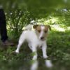 Macho, es un perro Jack Russell, quien se ha ganado el corazón de los cibernautas por la acción que realizó cuando paseaba por el parque