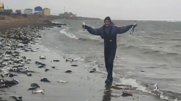 Un extraño fenómeno se registra en una playa del suroeste de la isla rusa Sajalín, donde ha aparecido cientos de peces arenques