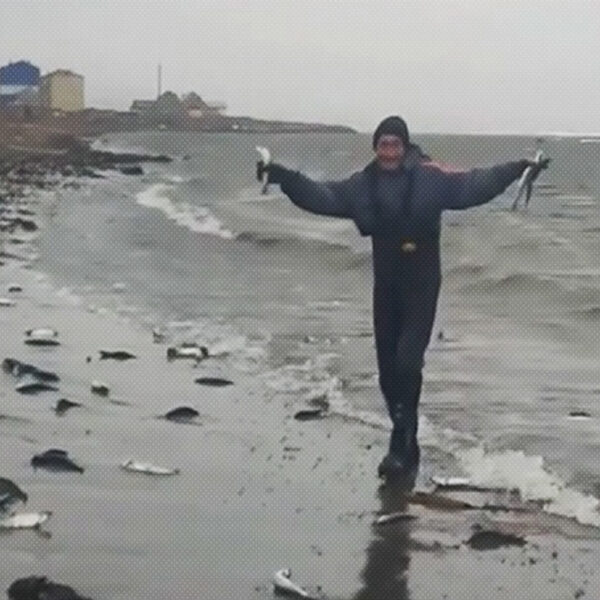 Un extraño fenómeno se registra en una playa del suroeste de la isla rusa Sajalín, donde ha aparecido cientos de peces arenques