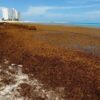 Cancún: Tercera zona con mayor riesgo de inundación por sargazo.