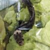 Tremenda sorpresa se llevó un cliente que realizaba compras en un supermercado al descubrir en una bolsa de lechuga una serpiente venenosa