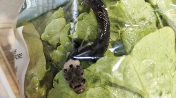 Tremenda sorpresa se llevó un cliente que realizaba compras en un supermercado al descubrir en una bolsa de lechuga una serpiente venenosa