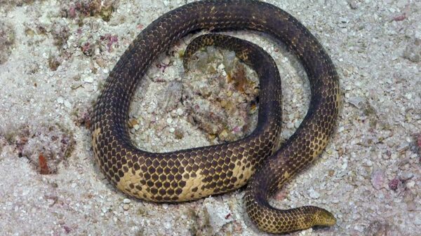 El avistamiento de una serpiente marina venenosa que fue considerada extinta por los científicos fue avistada nuevamente en Australia