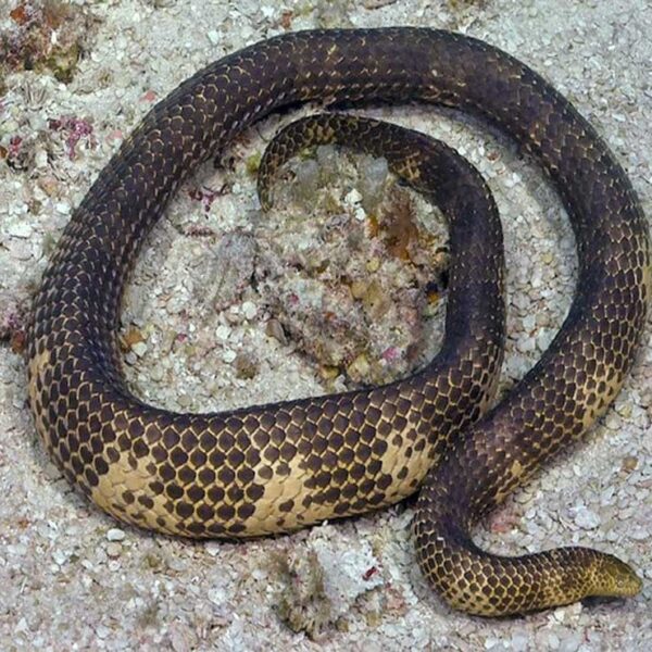 El avistamiento de una serpiente marina venenosa que fue considerada extinta por los científicos fue avistada nuevamente en Australia