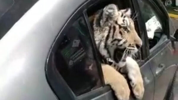 En redes sociales circula el video de un cachorro de tigre de bengala a bordo de un vehículo que circulaba por el malecón de Mazatlán, Sinaloa