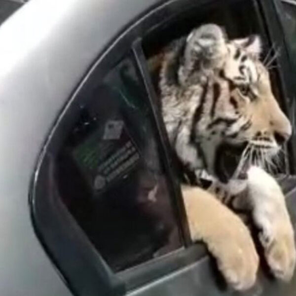 En redes sociales circula el video de un cachorro de tigre de bengala a bordo de un vehículo que circulaba por el malecón de Mazatlán, Sinaloa