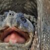 Una tortuga mordedora (Chelydra) fue reportada en la costa de Huelva. España; el extraño ejemplar es una especie exótica de América