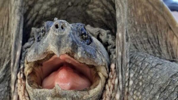 Una tortuga mordedora (Chelydra) fue reportada en la costa de Huelva. España; el extraño ejemplar es una especie exótica de América