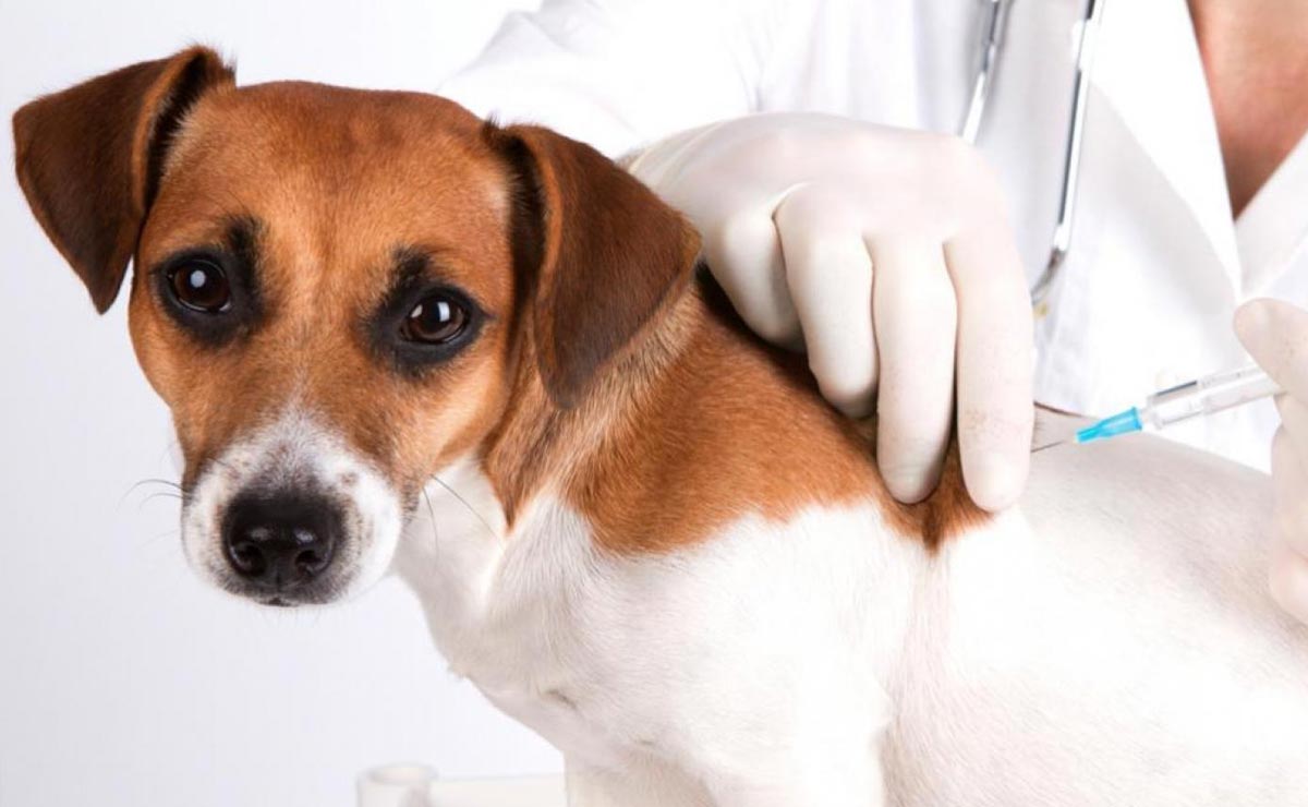 Con dosis para perros vacunan contra covid-19 a 100 personas