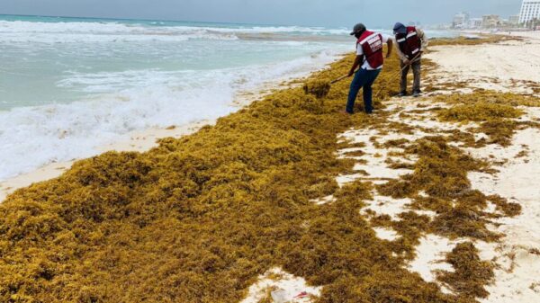 Combaten arribazón de sargazo a las playas de Cancún.