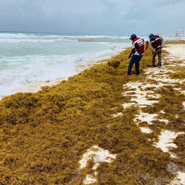 Combaten arribazón de sargazo a las playas de Cancún.