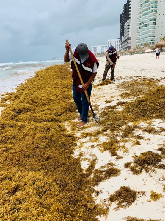 Combaten arribazón de sargazo a las playas de Cancún; en lo que va del año han recalado más de tres mil toneladas de algas marinas.