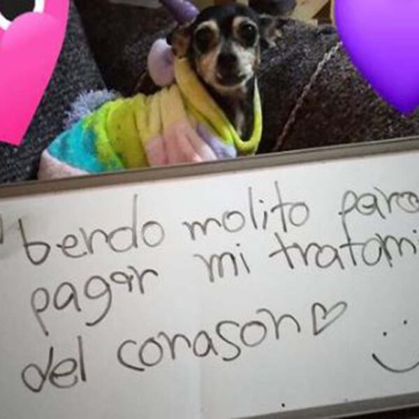 El amor por nuestras mascotas incentiva la creatividad, prueba de ello, es la curiosa foto de un perrito sosteniendo el letrero donde promueven la venta de mole