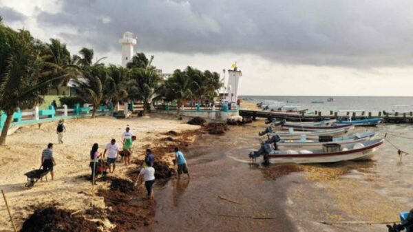 Salen a flote contratos millonarios para recoja fantasma de sargazo en Puerto Morelos.
