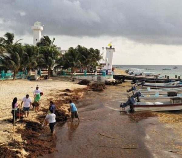 Salen a flote contratos millonarios para recoja fantasma de sargazo en Puerto Morelos.