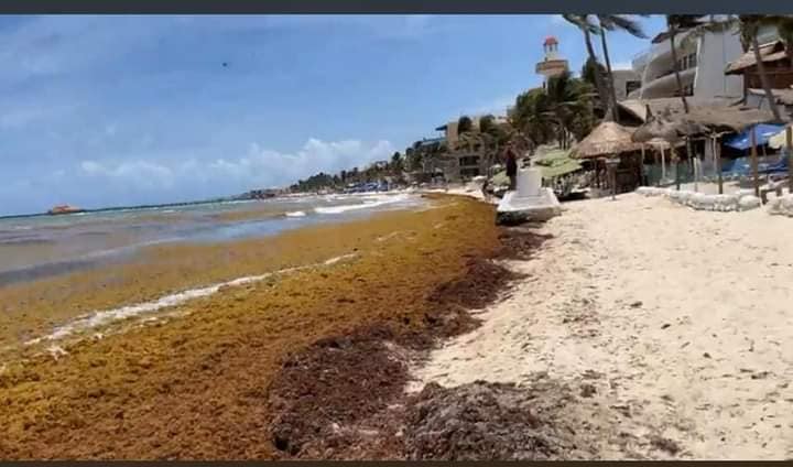 Sargazo afecta a pequeños hoteles de Playa del Carmen; montañas se algas marinas se acumulan en la línea costera.