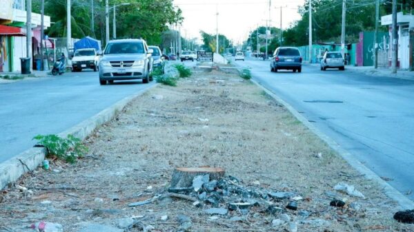 Vecinos inconformes por tala de árboles en diversas regiones de Cancún.