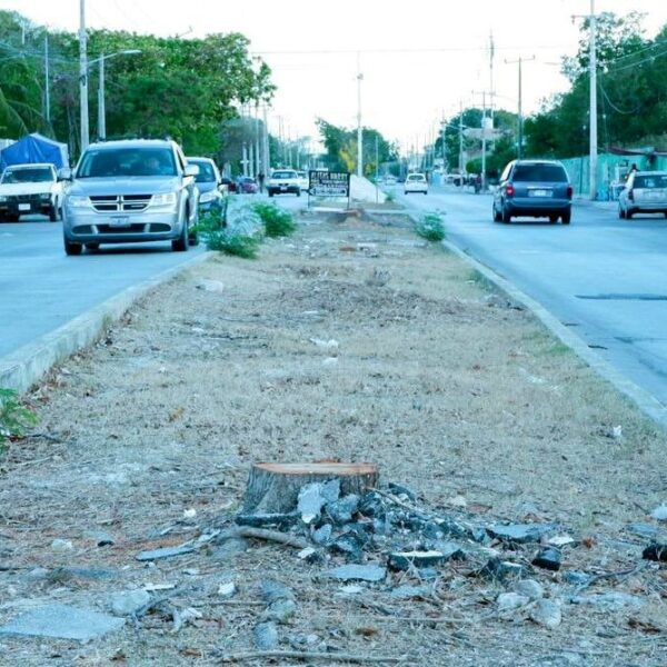 Vecinos inconformes por tala de árboles en diversas regiones de Cancún.