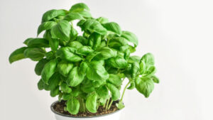 Estas plantas protegen tu casa de malas vibras