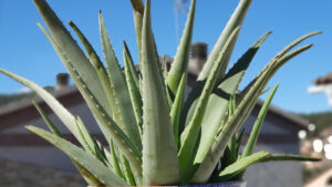 Estas plantas protegen tu casa de malas vibras