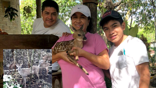 "Bambi", primer venado cola blanca nacido en cautiverio en Lázaro Cárdenas