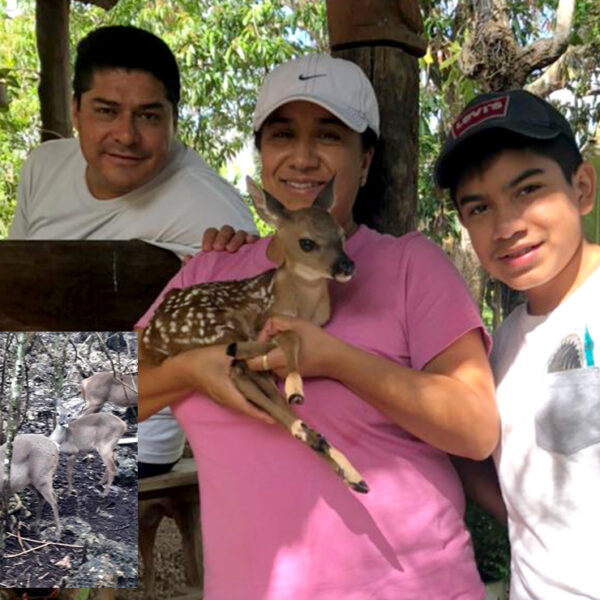 "Bambi", primer venado cola blanca nacido en cautiverio en Lázaro Cárdenas