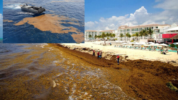 Denuncia el CCEC abandono del combate al sargazo