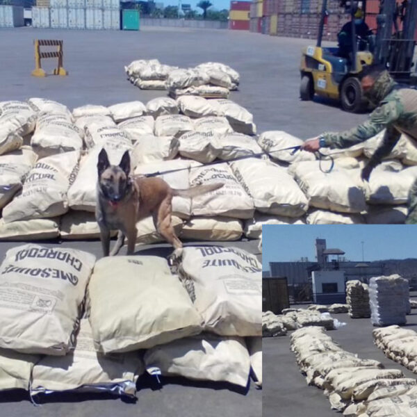 Logra SEMAR enorme decomiso de mas de 700 kilos de alcaloides