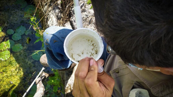 Realizarán en Cancún primera Semana Nacional contra el dengue