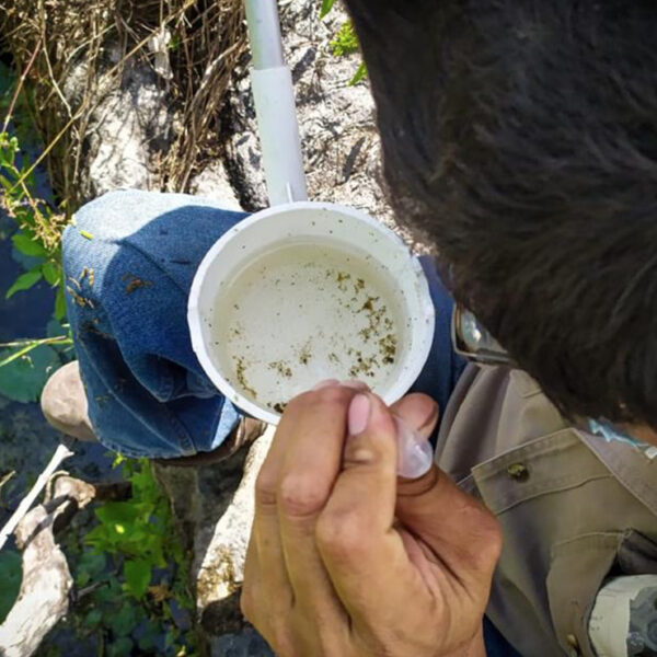 Realizarán en Cancún primera Semana Nacional contra el dengue