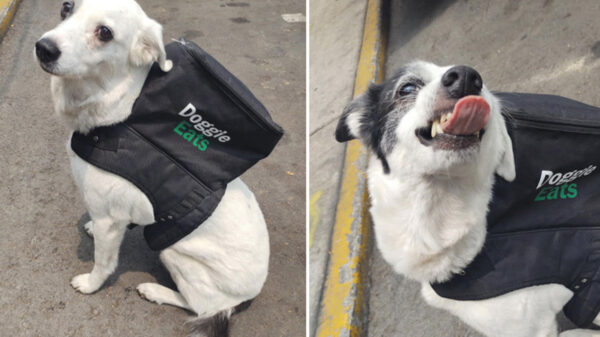 Un trabajo muy "perrón" llega "Doggie Eats"